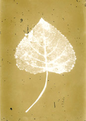 p21102