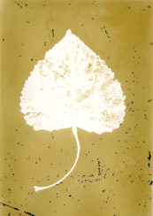 p21103