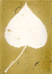 p21104