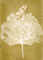 p21105