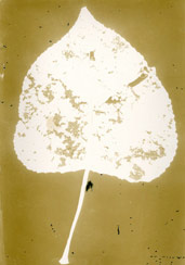 p21107
