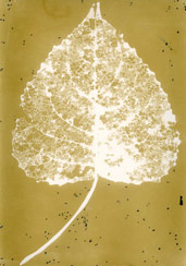 p21108