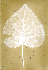 p21110