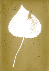p21113
