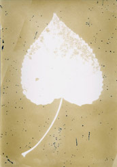 p21114