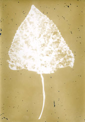 p21115