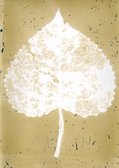 p21116