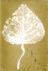 p21117