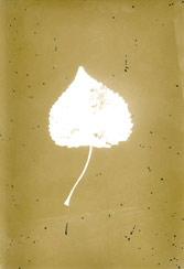 p21118