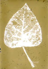 p21119