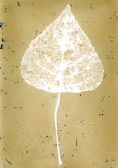p21120