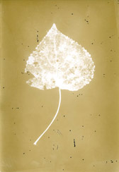 p21121