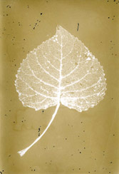 p21122