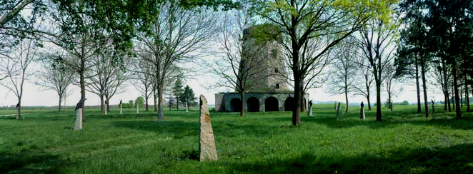 p31229